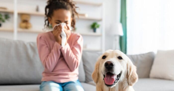 sneezing allergy — Woman sneezing near a cat, suggesting a possible pet dander allergy.