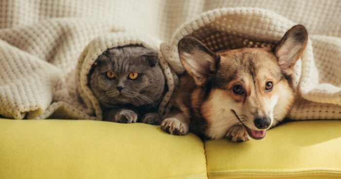 If you have a pet allergy and a furry companion at home, start by avoiding too much cuddling, don't let them sleep in your bed, and remove carpets and blankets where pet hair collects.