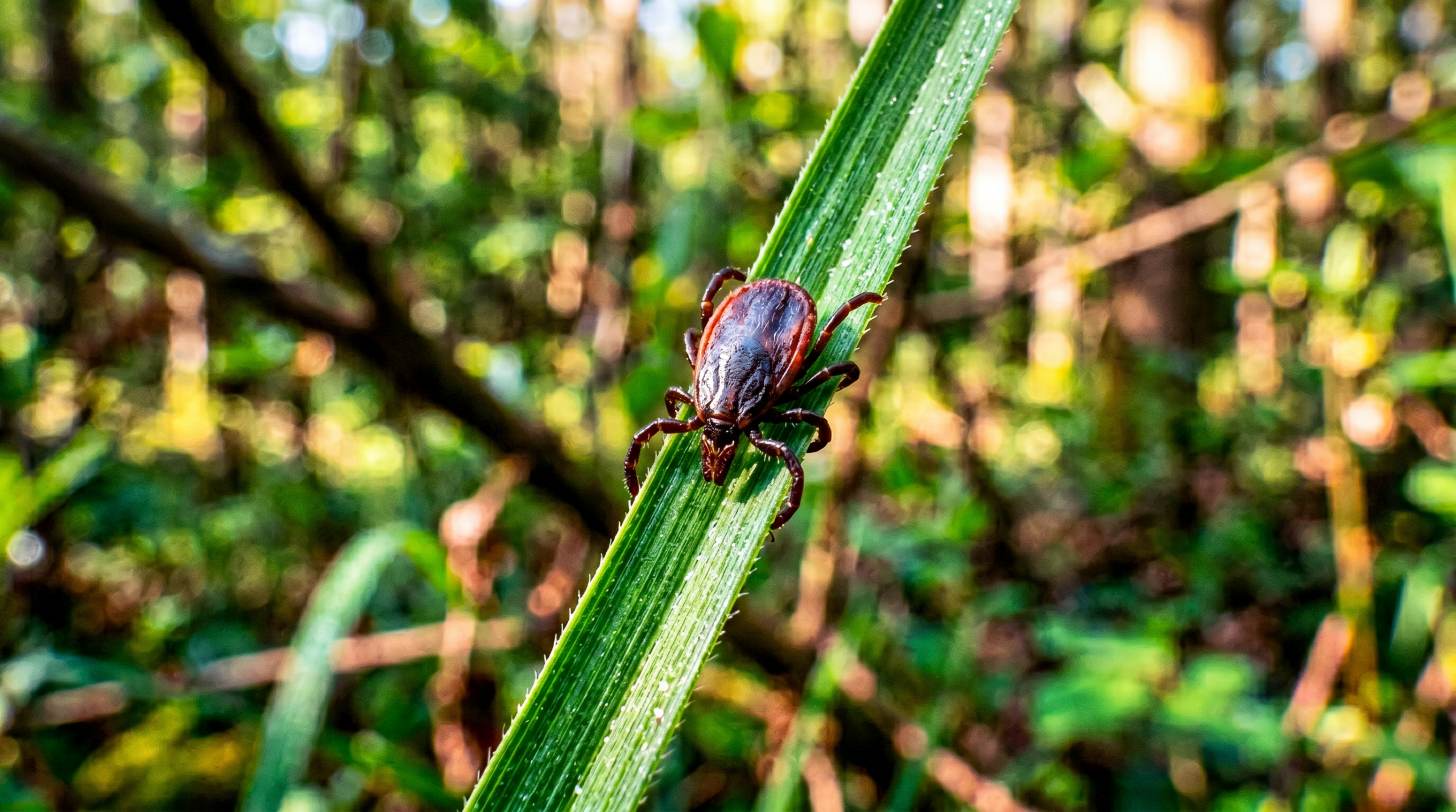 Alpha-gal syndrome — close-up of a tick on a blade of grass in nature