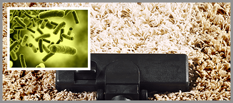 Bacteria in carpet