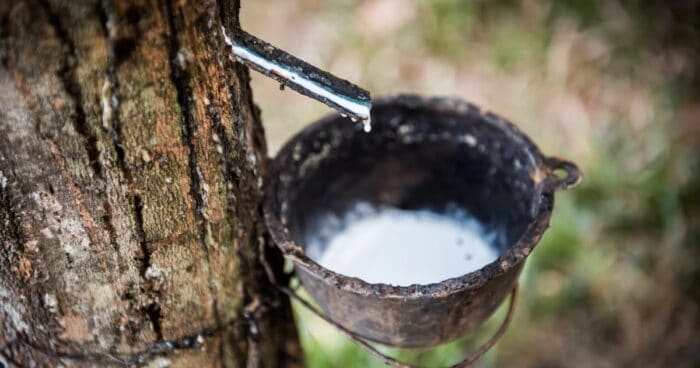 Latex allergy — Natural latex is a fluid obtained by tapping rubber trees, which involves cutting the bark and collecting the sap