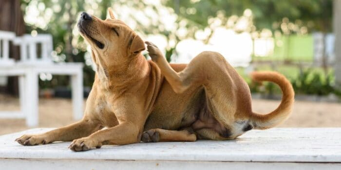 Our four-legged friends are more commonly affected by food allergy, dust, dust mites, mould spores, bacteria, and yeast, but dogs can develop a pollen allergy too.