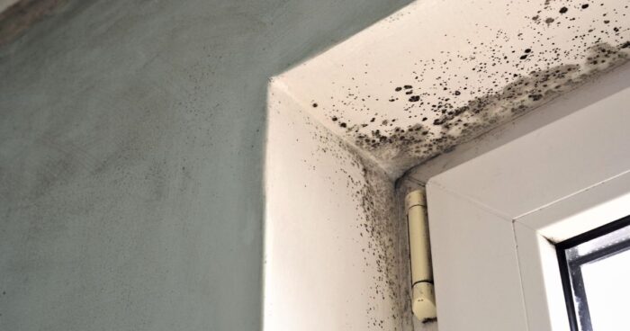 Mould thrives in areas with higher moisture levels — bathrooms, kitchens, cellars, tiled areas, grout lines, and floors. You can recognise it by suspicious patches that are black, green, or white in colour.