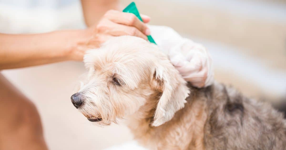 Fleas commonly settle in beds. You can recognise their presence by unpleasant symptoms, and ignoring them can lead to serious health issues. Regular pet checks and flea prevention are essential.