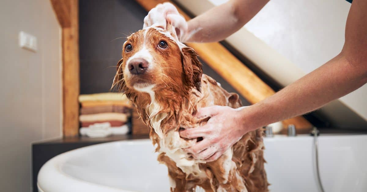 If you own the pet yourself, it should ideally spend most of its time outdoors. If that isn't possible, at least keep it out of the bedroom. Bathe your dog or cat several times a week, and always wash your hands thoroughly after stroking your pet.
