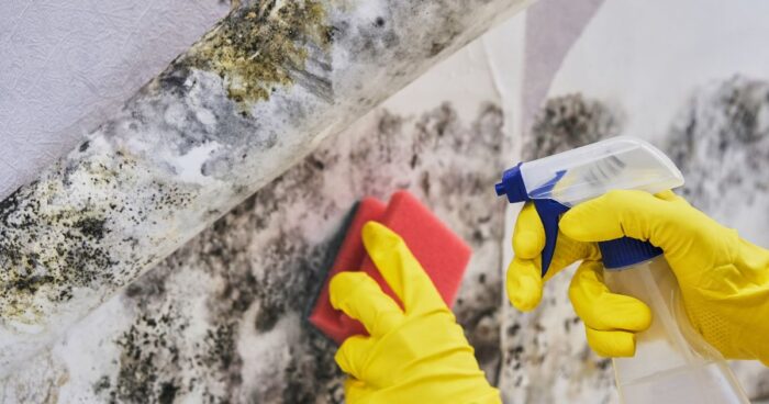 You have two main options for getting rid of mould: mechanical or chemical removal.