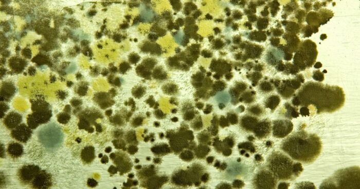 The most widespread types of mould include yeast mould, black mould, green mould and Penicillium mould.