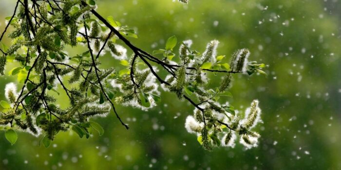 Pollen allergy is one of the most common allergic conditions, also known by its medical name pollinosis.