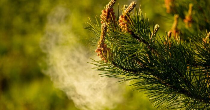 While most people welcome spring with excitement and start planning outdoor adventures, a pollen allergy sufferer reaches for the pollen forecast to check when symptoms will hit hardest.
