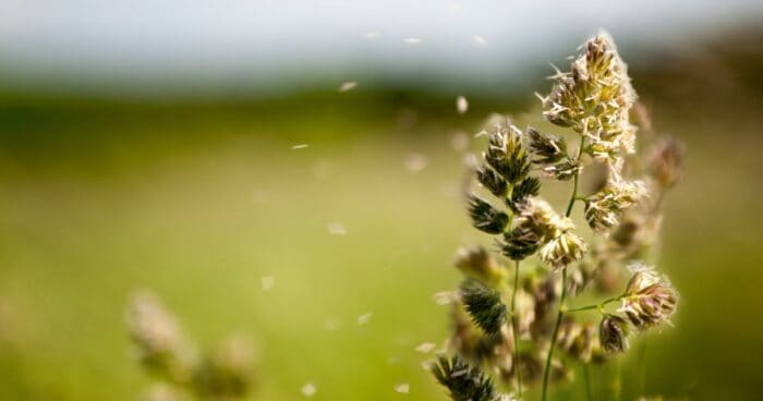 Pollen allergens are among the inhalant allergens. Pollen from trees and flowers is one of the most common outdoor allergens you breathe in. During spring and summer, elevated pollen counts can severely affect sensitive individuals.