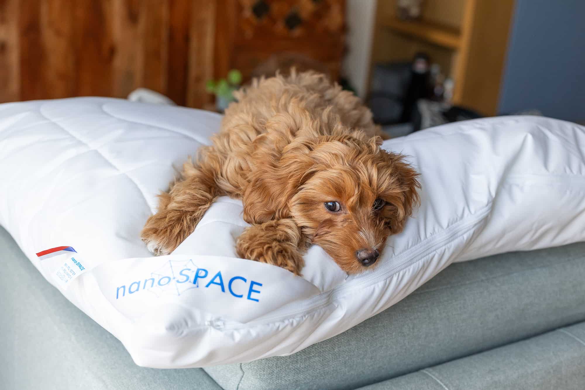 Review: Anti-dust mite pillow by nanoSPACE for allergy sufferers