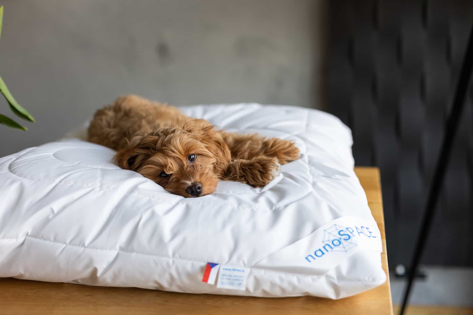 Review: Anti-dust mite pillow by nanoSPACE for allergy sufferers