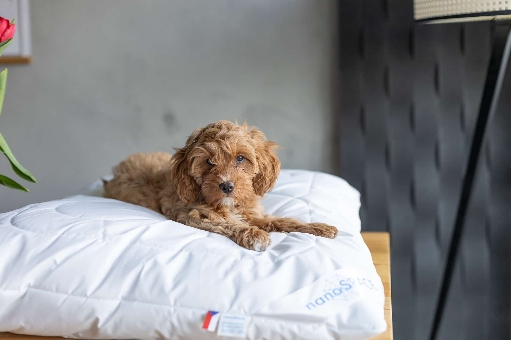 Review: Anti-dust mite pillow by nanoSPACE for allergy sufferers