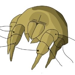Dust mites are tiny creatures that live in symbiosis with humans. We've prepared a guide covering how to get rid of dust mites.