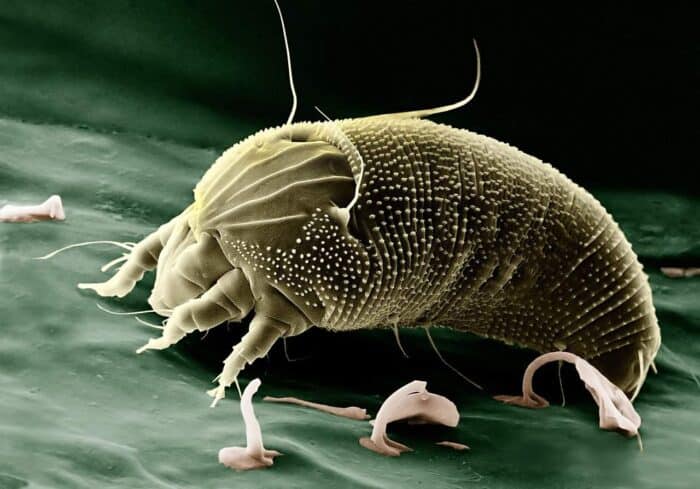 Anti-dust-mite bedding can be a great ally. These duvets, pillows, and blankets are made from nano-fabric that prevents mites from breeding or accumulating.