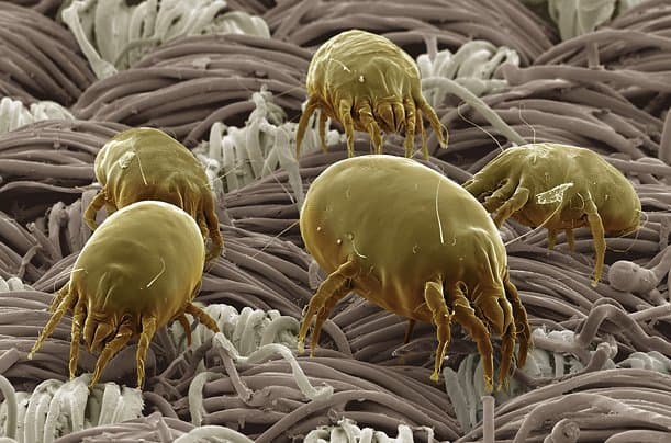 Dust mites pass easily through ordinary fabric because the gaps are too large. That's why nanofabric products are so revolutionary — dust mites cannot get through.