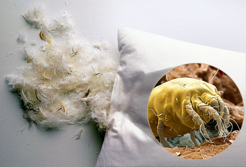 Dust mite in a pillow