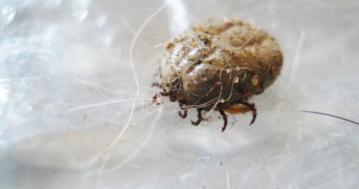 Dust mites in bed — close-up view of a dust mite under a microscope showing its complex structure. These microscopic creatures thrive in bedding.