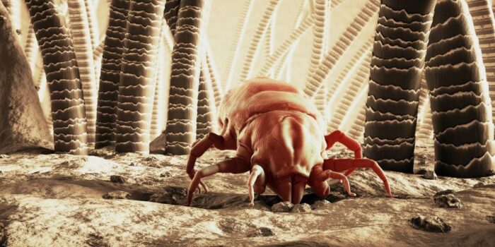 Dust mites like to stay close to their food source, which is why the highest concentration is in your bed. It offers ideal conditions: warmth, moisture, and plenty to eat.