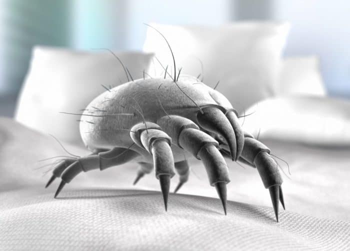 Magnified dust mite