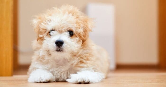 Which pets are suitable for allergy sufferers? A cat or a non-shedding dog is a better choice. A poodle, for example, is an ideal option.